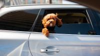 auto dog-6680642 1280